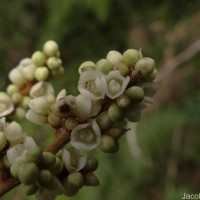 Meliosma simplicifolia subsp. pungens (Wall. ex Wight & Arn.) Beusekom
